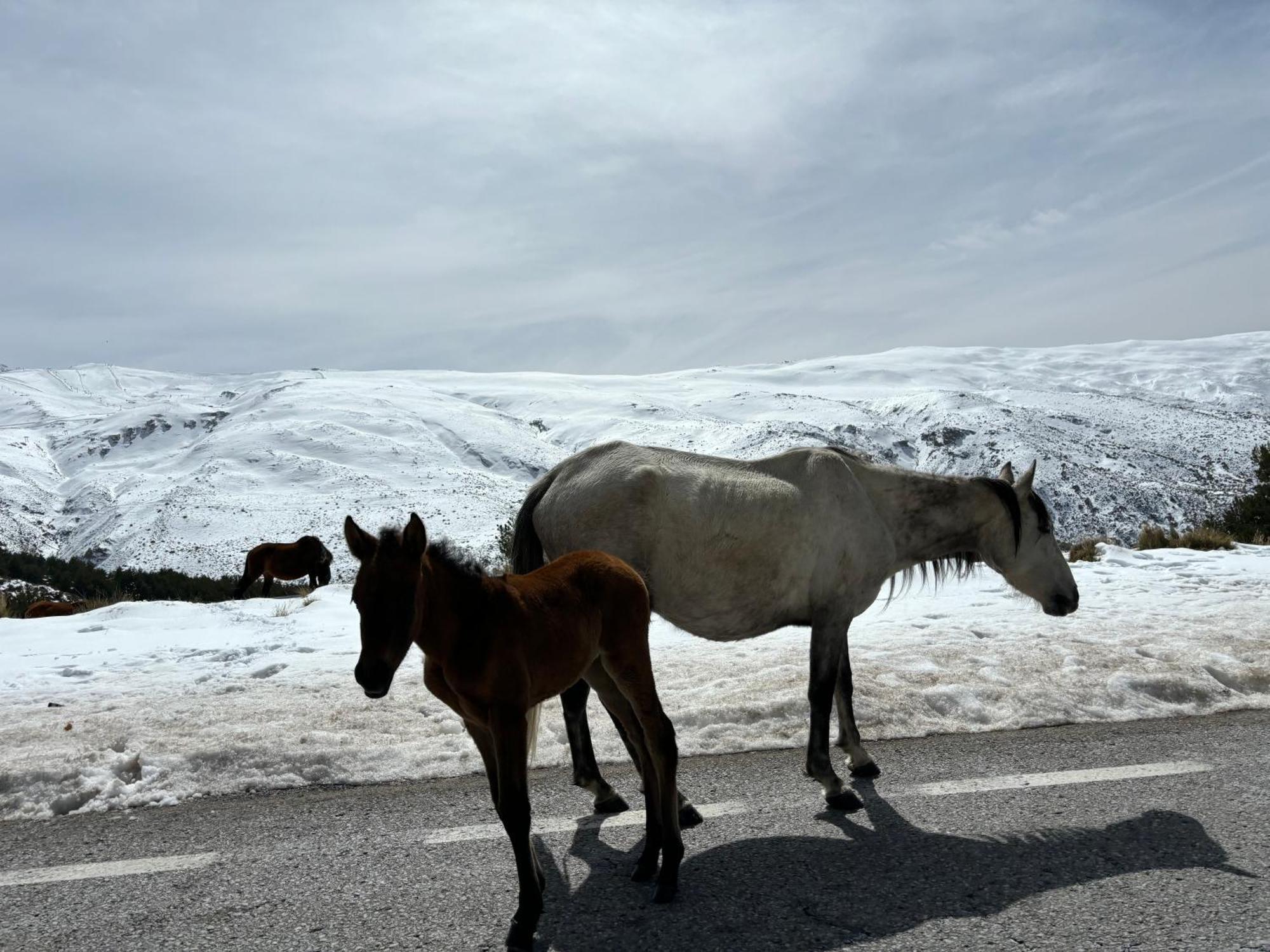 Biznaga Nevada Διαμέρισμα Γρανάδα Εξωτερικό φωτογραφία