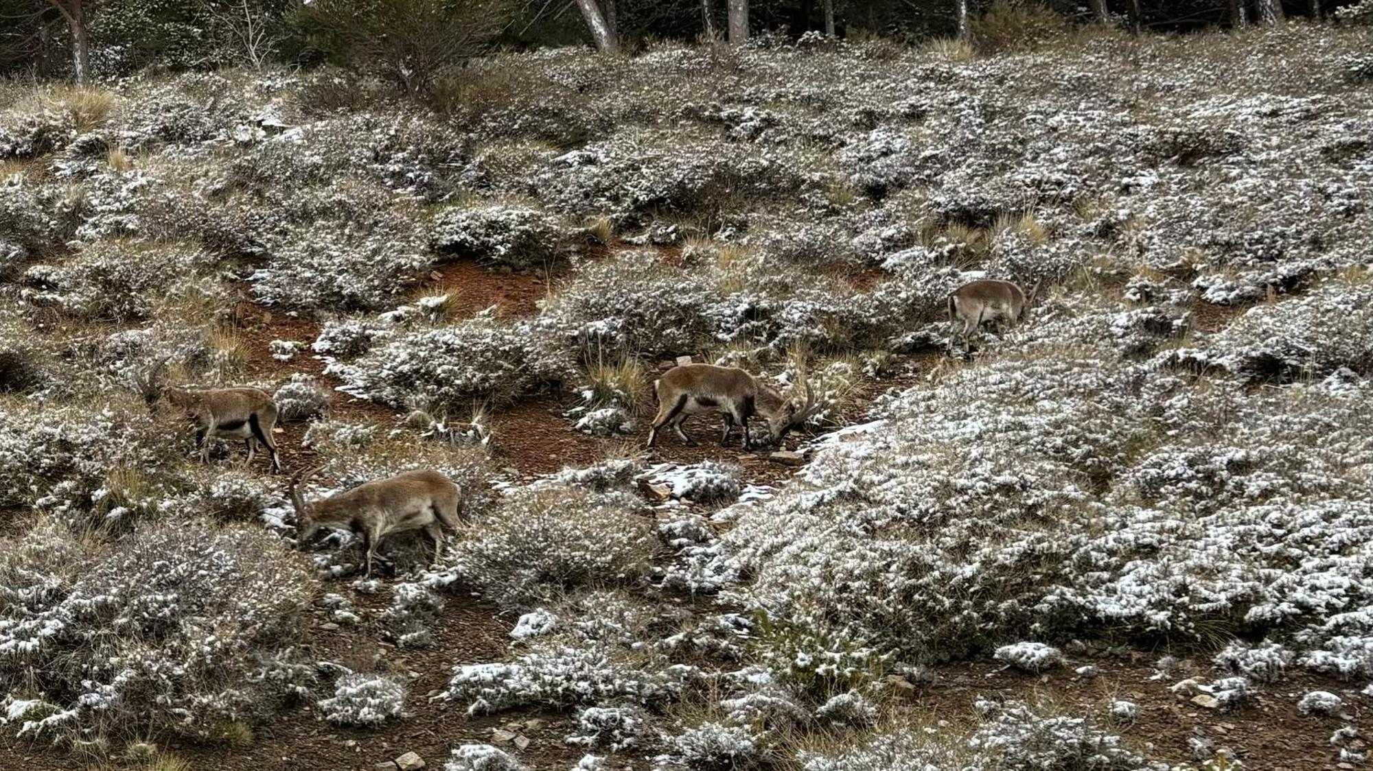 Biznaga Nevada Διαμέρισμα Γρανάδα Εξωτερικό φωτογραφία